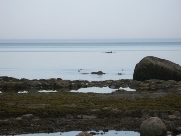 20100201215803_img_baleine0001
