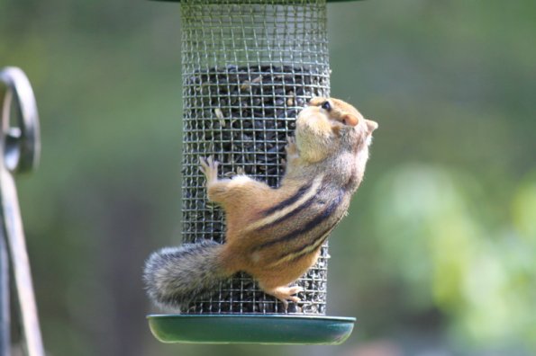 20110904152156_img_4106